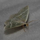 Blackberry Looper Moth - Hodges #7071