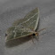 Blackberry Looper Moth - Hodges #7071