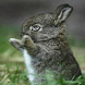 Playful Bunny Live Wallpaper