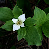 Canadian Bunchberry