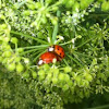 Multicolored Asian Lady Beetles mating