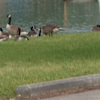 Candian Geese