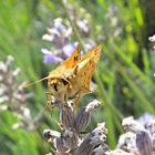 Skipper Butterfly