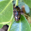 Cotton wood Leaf Beetle
