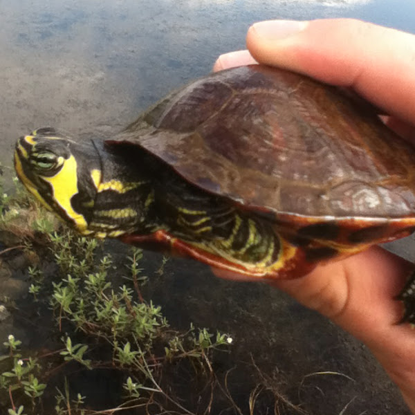 Eastern river cooter | Project Noah