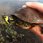 Eastern river cooter