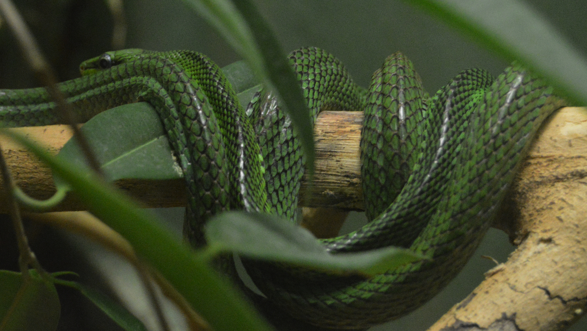 Red tailed green rat snake