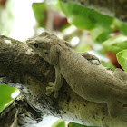 Gunther's Gecko