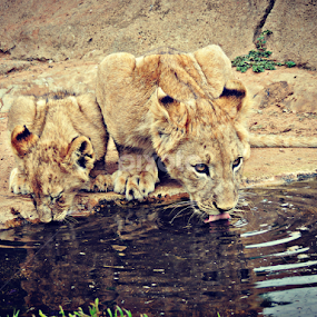 Lion Cub Twins by Jackson Visser - Animals Lions, Tigers & Big Cats