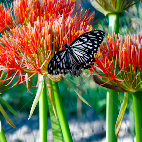 Beauty of Nature by Monzur Sazid Ahmed - Flowers Flower Gardens