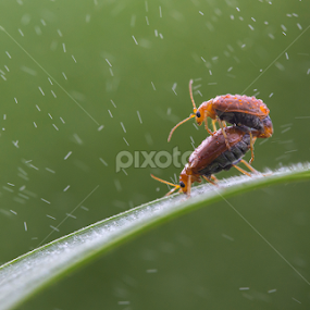 Rainy Day by Ardi Aviyatna - Animals Insects & Spiders