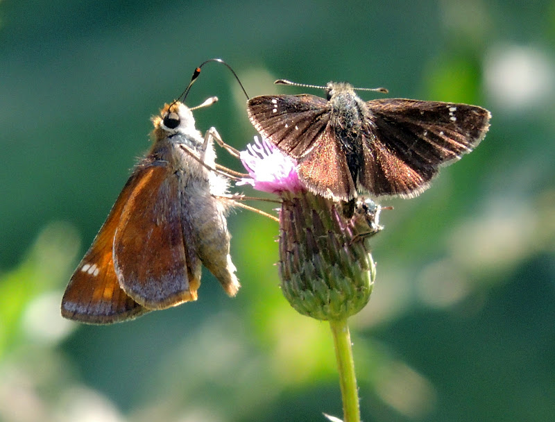 Russet Skipperling (left) and Afranius Duskywing (right)