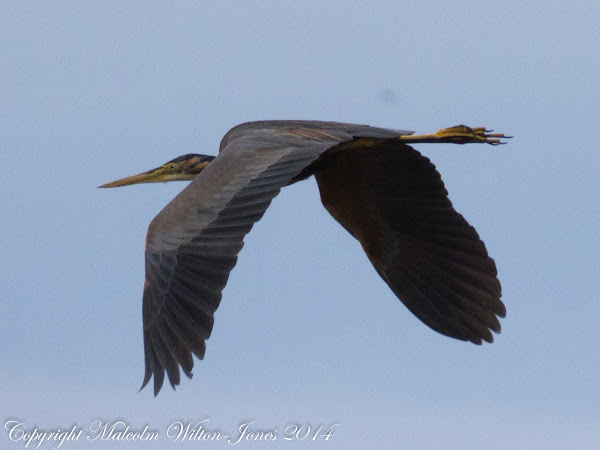 Purple Heron; Garza Imperial | Project Noah