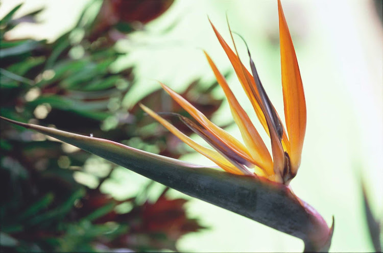 The famed bird of paradise remains in bloom throughout the year in Hawaii.
