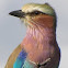 Lilac breasted roller