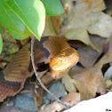 Northern Copperhead