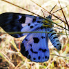Blue tiger moth