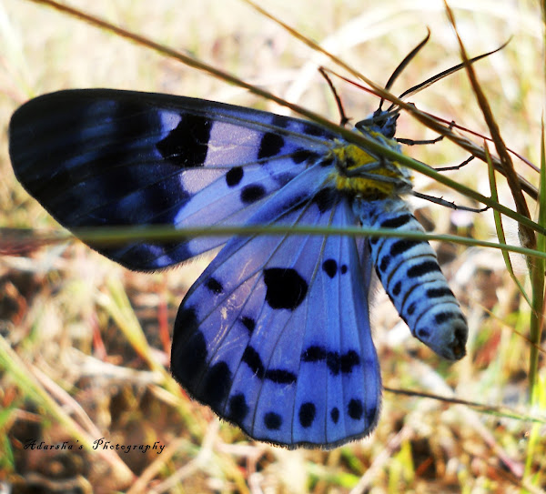 Blue Tiger Moth Project Noah