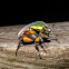 Green June Beetle