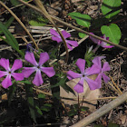 Verbena