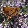 Mariposa dorada línea larga