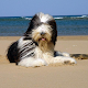 Bearded Collie Wallpapers APK