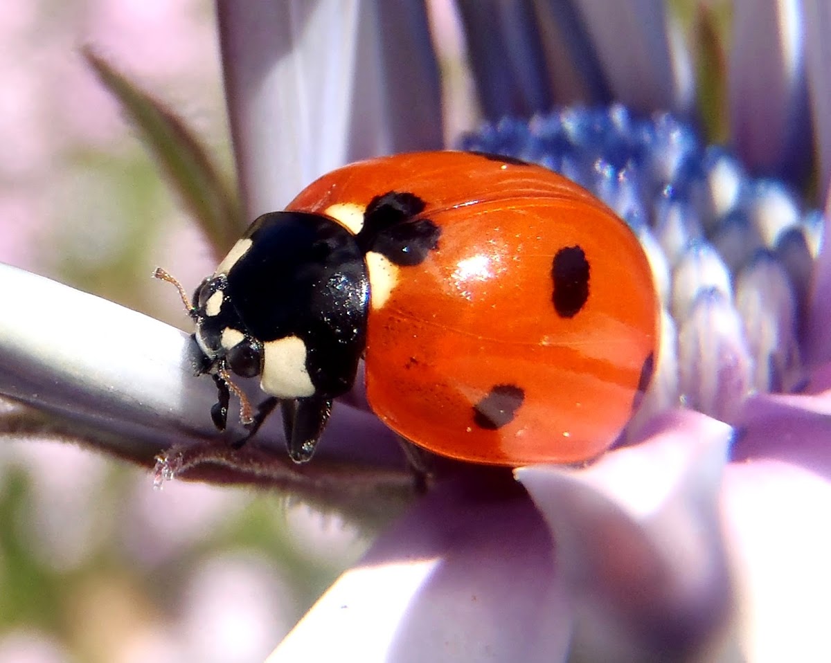 Mariquita de 7 puntos, The seven-spot ladybird