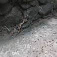 Myriapods in the Philippines