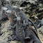 Marine iguana - Isabela sub-species (juveniles)