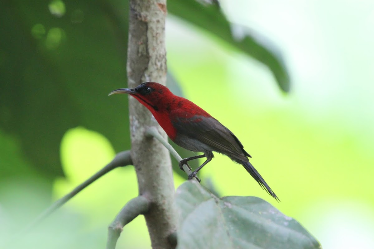 Crimson Sunbird