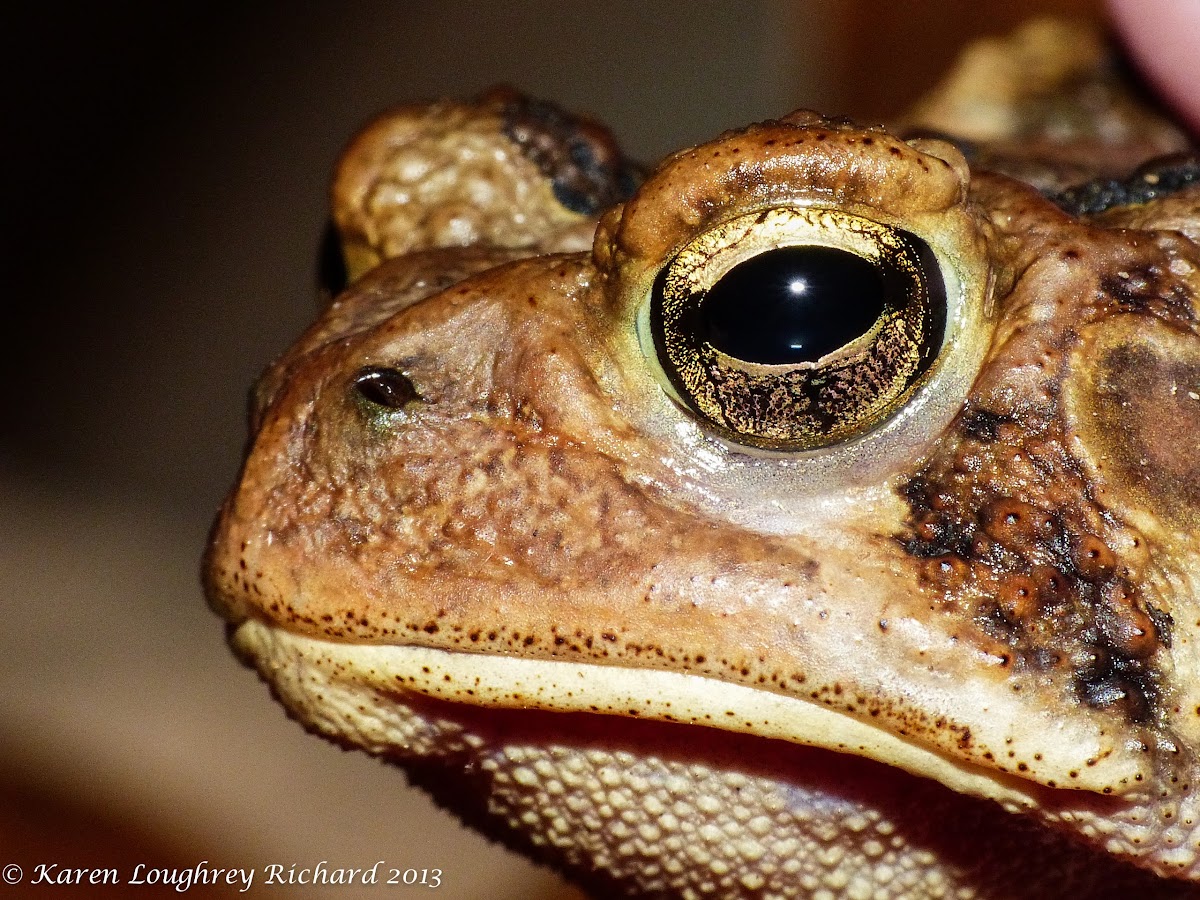 American toad (female)