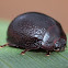 Leaf Beetle