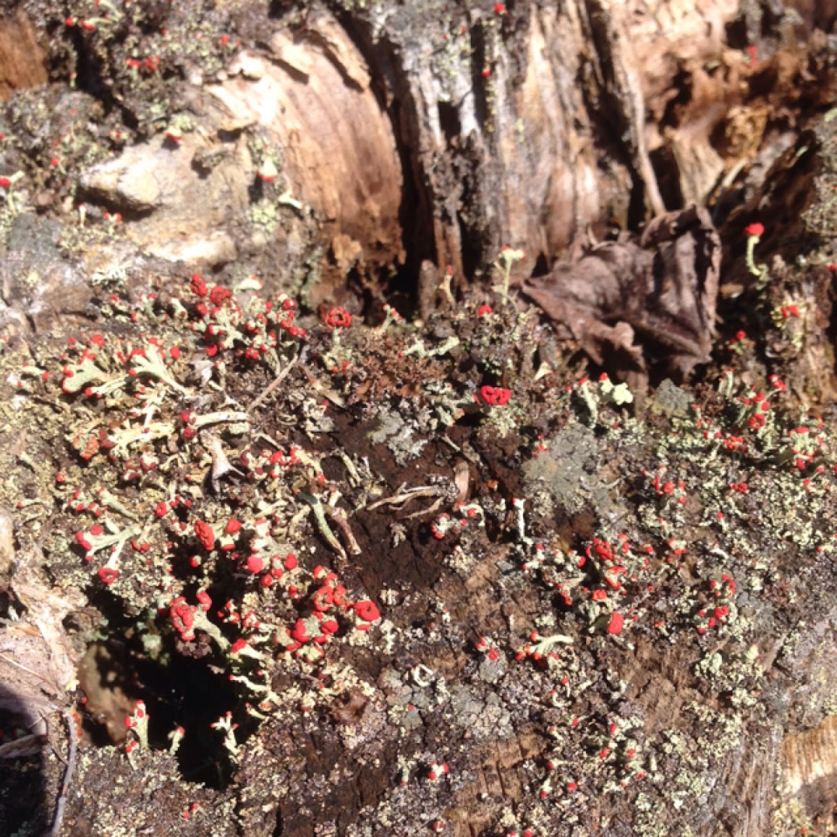 British Soldier Lichen