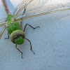 Green Darner Dragonfly (?)