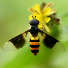 Hoverfly, Syrphid fly or Flower fly