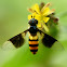 Hoverfly, Syrphid fly or Flower fly