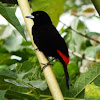 Passerini's tanager male