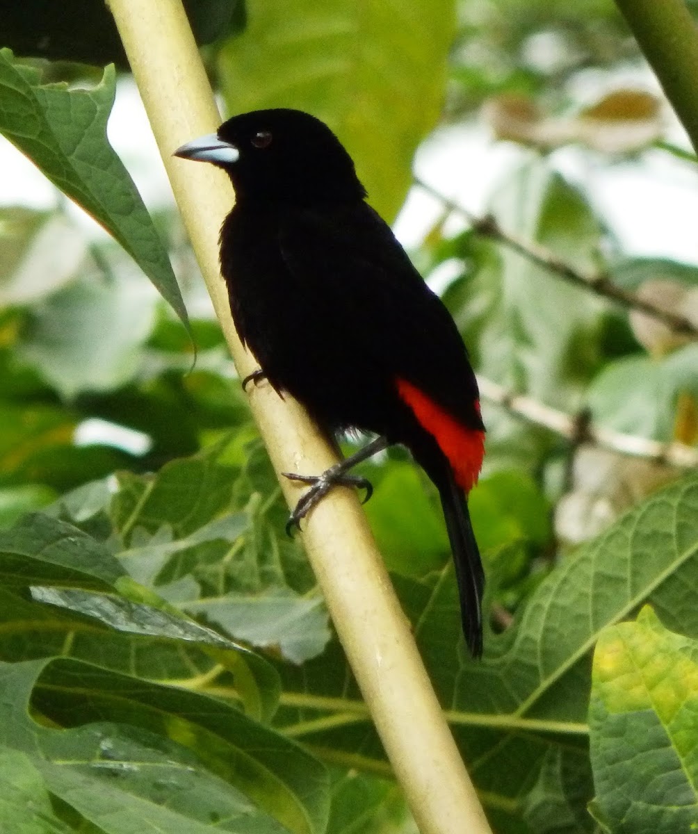 Passerini's tanager male
