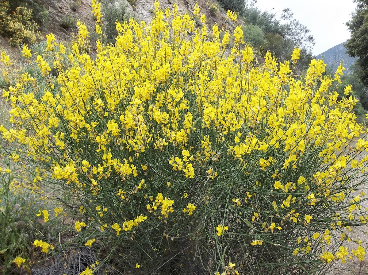 Scotch Broom