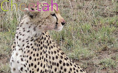 Free Wild Animals APK for Android