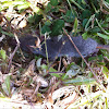 Shrew - anyone know the specific species?