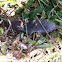 Shrew - anyone know the specific species?