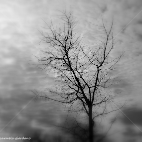 INVERNO by Carmela Linda Giordano - Landscapes Sunsets & Sunrises