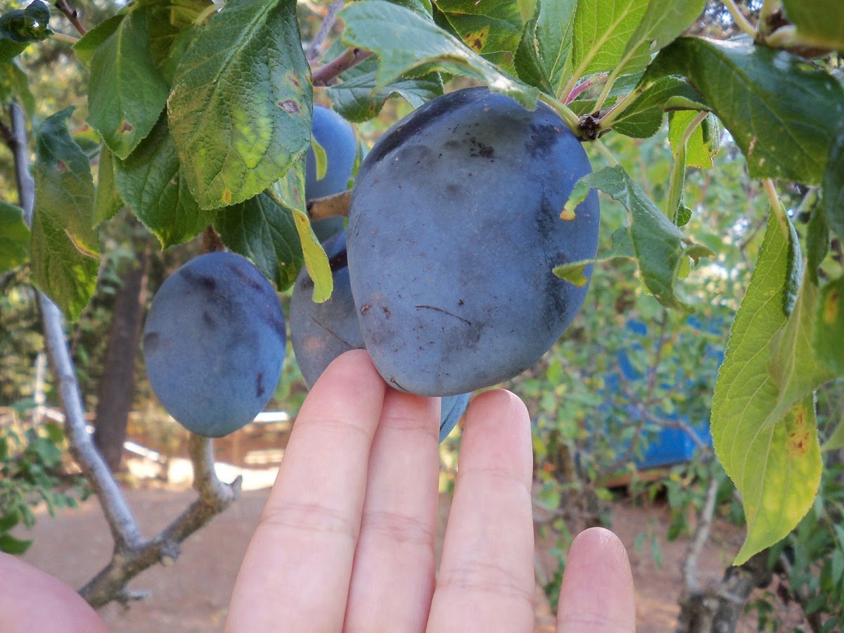 Empress Plum Project Noah