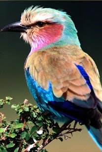 Birds Wallpaper Screenshots 9