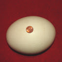African Ostrich egg (preserved)