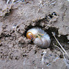 Stag Beetle Larva?