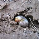 Stag Beetle Larva?