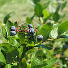 American Blueberry