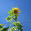 Bee, on a Mammoth Sunflower